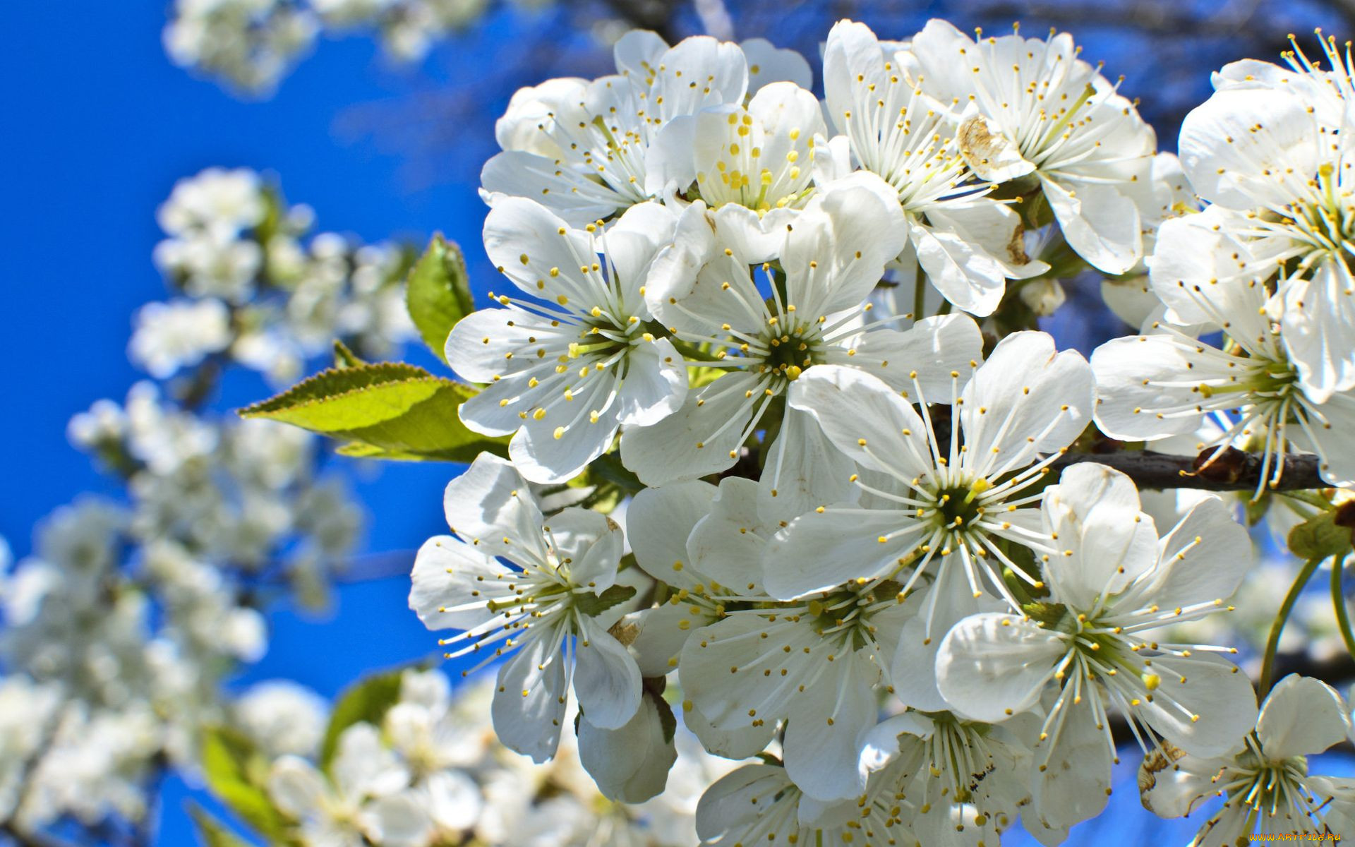 Цветут цветы и я и ты. Белоснежная вишня. Обои на рабочий стол цветущие деревья. Цветок орук. Белая вишня.